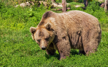 Kilencéves kisfiúra támadt egy medve Székelyföldön